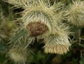 Falconer`s thistle, Cirsium falconeri