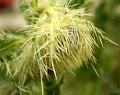 Falconer`s thistle, Cirsium falconeri