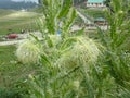 Falconer`s thistle, Cirsium falconeri