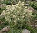 Falconer`s thistle, Cirsium falconeri