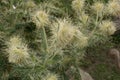 Falconer`s thistle, Cirsium falconeri