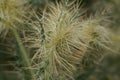 Falconer`s thistle, Cirsium falconeri