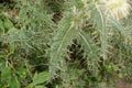 Falconer`s thistle, Cirsium falconeri