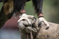 Wedge-tailed Eagle talons