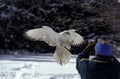 Falconner with Gyrfalcon, falco rusticolus, Adult in Flight, Canada Royalty Free Stock Photo