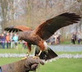 Falconry Royalty Free Stock Photo