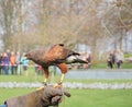 Falconry