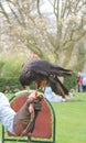 Falconry