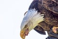 Falconry. American bald eagle bird of prey eating chick from fal