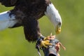 Falconry. American bald eagle on a falconer`s glove at bird of p