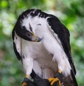 Falconry: Augur buzzard perched on a falconers hand Royalty Free Stock Photo