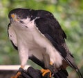 Falconry: Augur buzzard perched on a falconers hand Royalty Free Stock Photo