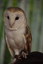 Falconry with a Barn Owl on a Perch Royalty Free Stock Photo