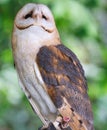 Falconry: Barn Owl perched on a falconers hand Royalty Free Stock Photo