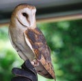 Falconry: Barn Owl perched on a falconers hand Royalty Free Stock Photo