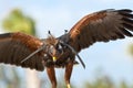 Falconry bird Royalty Free Stock Photo