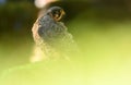 birds of prey in the field