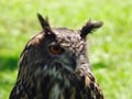 Falconry: Close up of Eurasian Eagle-Owl Royalty Free Stock Photo