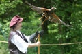Falconry demonstration with hawk taking flight