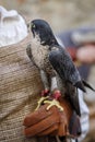 Falconry Display Royalty Free Stock Photo