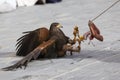 Falconry eagle catching food with its claws Royalty Free Stock Photo