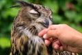 Falconry: Eurasian Eagle-Owl is reassured by the falconer