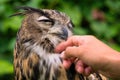 Falconry: Eurasian Eagle-Owl is reassured by the falconer