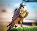 Falconry falcon birds of prey
