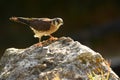 Falconry female American Kestrel Royalty Free Stock Photo