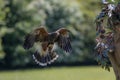 Falconry. Harris hawk bird of prey in flight hunting. Royalty Free Stock Photo