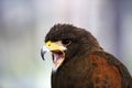 Falconry. Harris hawk Parabuteo unicinctus bird of prey Royalty Free Stock Photo
