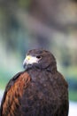 Falconry. Harris hawk Parabuteo unicinctus bird of prey Royalty Free Stock Photo