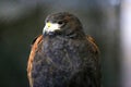 Falconry. Harris hawk Parabuteo unicinctus bird of prey Royalty Free Stock Photo