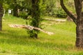 Falconry-headed owl in the park. In the background are green trees in the park