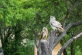 Falconry-headed owl in the park. In the background are green trees in the park