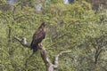 A falconry-headed sea eagle sits on a tree