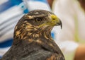 Falconry in Monasterio de piedra Royalty Free Stock Photo