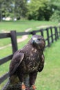 Falconry in the Park