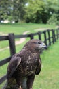 Falconry in the Park