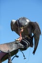 Falconry. Peregrine falcon feeding on a falconers gloved hand.