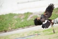 Falconry picture