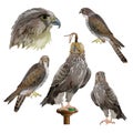 Falconry set vector Royalty Free Stock Photo