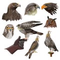 Falconry set vector Royalty Free Stock Photo