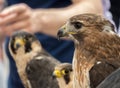 Falconry in Trasmoz, Zaragoza, Spain Royalty Free Stock Photo