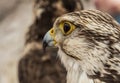 Falconry in Trasmoz, Zaragoza, Spain Royalty Free Stock Photo