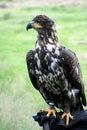 Falconry and young bald eagle Royalty Free Stock Photo