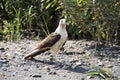 Falcons in Costa Rica Wildlife