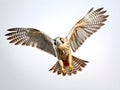 Falcons have the best eyesight of all animals. A symbol of power and intuitions. Generative AI