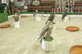 Falcons used in the ancient art or sport for the elite of Arabic countries