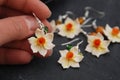 Fale Narcissus Flowers Polymer Clay Earrings Hobby and Handmade Concept